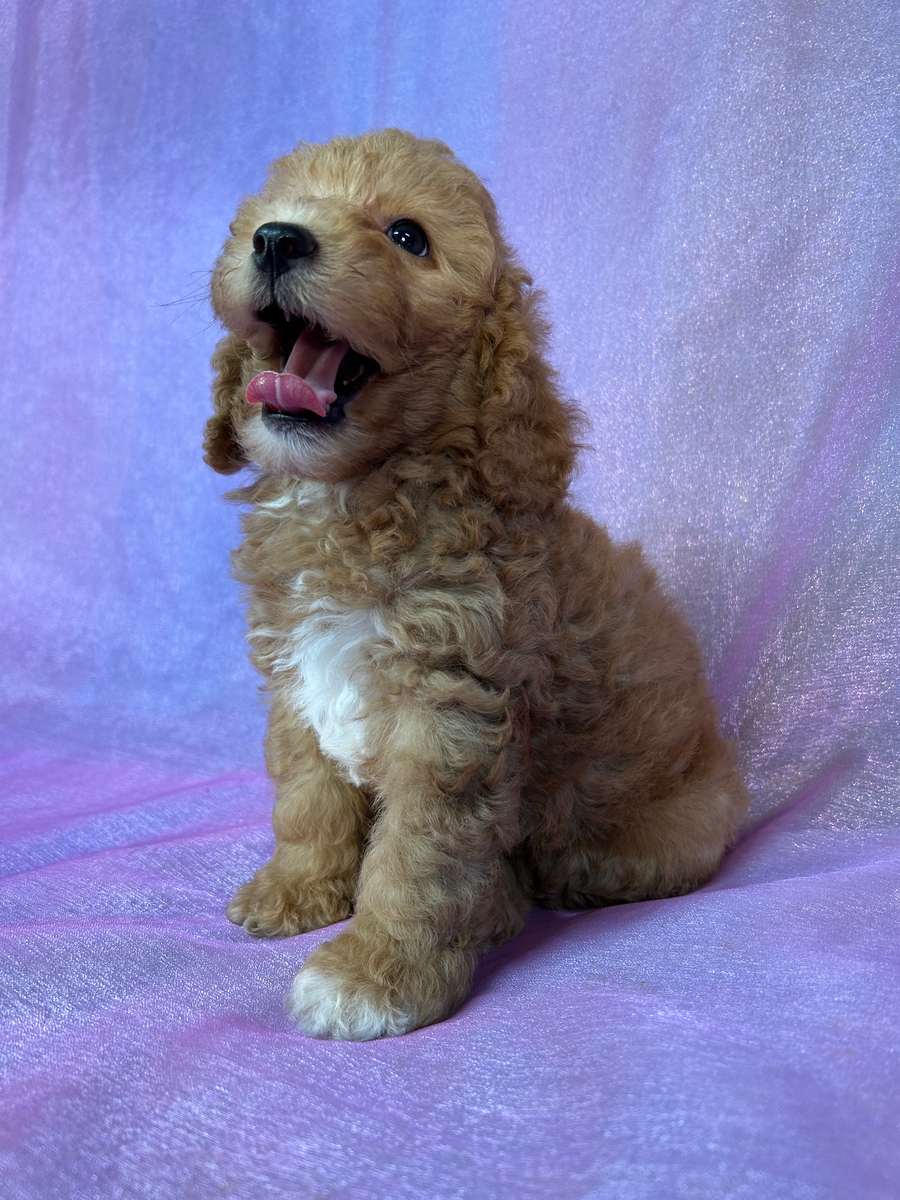 Male F1b Miniature Schnoodle Pup for Sale DOB 5-18-2025 $950